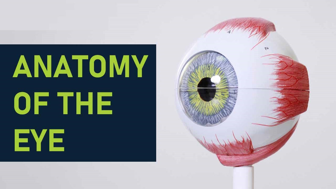 Anatomy Of The Eye